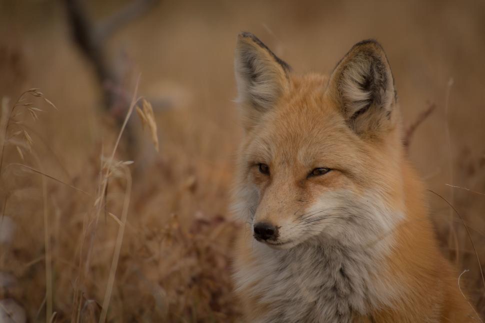 Free Image of Close Up of a Fox in a Field of Grass 