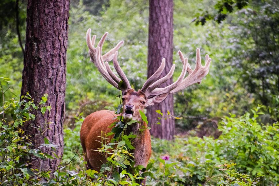 Free Image of Majestic Deer With Large Antlers in Forest 