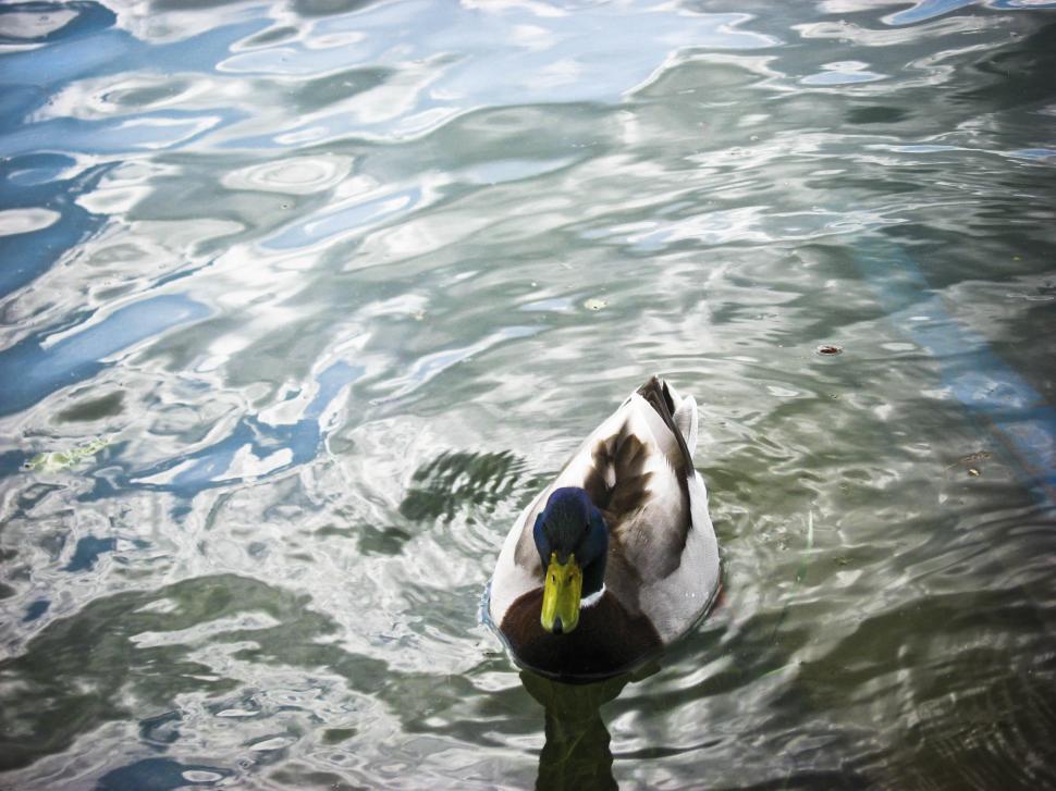 Free Image of Duck on the lake 