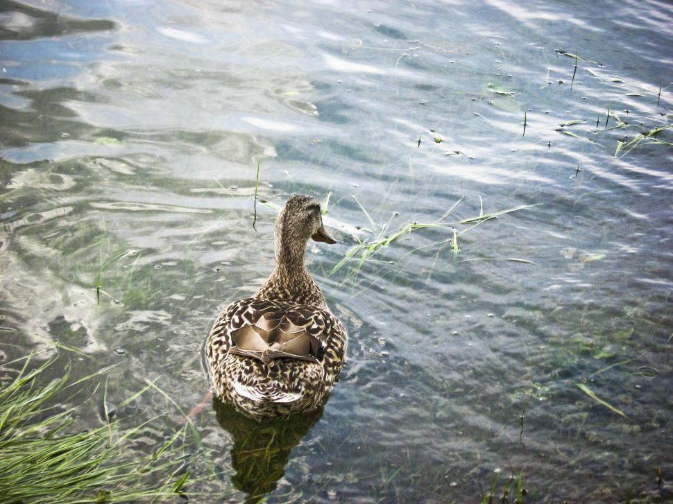 Free Image of Friendly ducks on the lake 