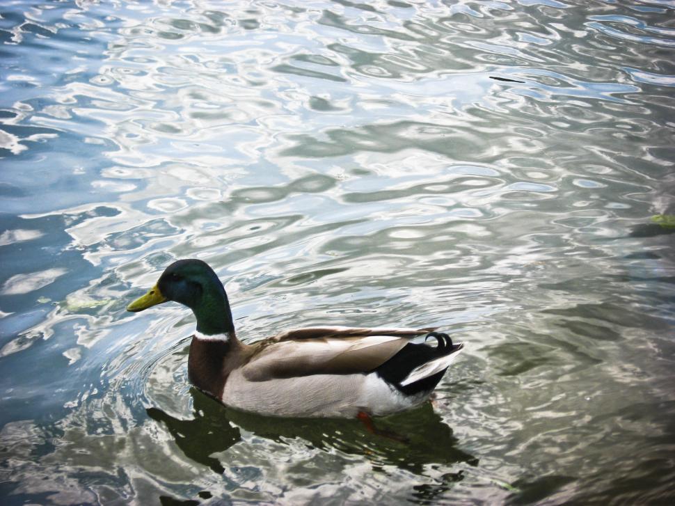 Free Image of One single duck in the water 