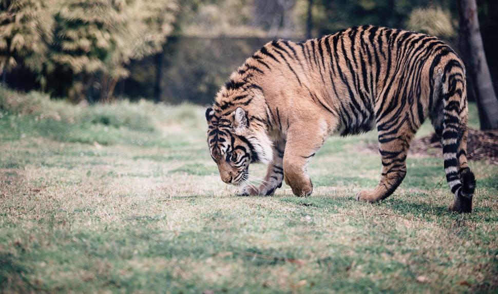 Free Image of Tiger Walking Across Lush Green Field 