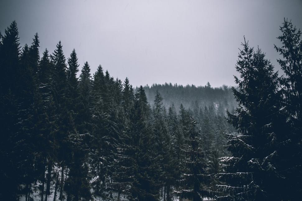 Free Image of Dense Black and White Forest 
