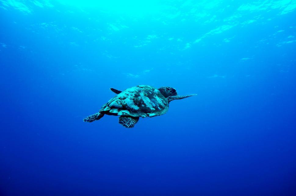 Free Image of Turtle Swimming in Blue Water 
