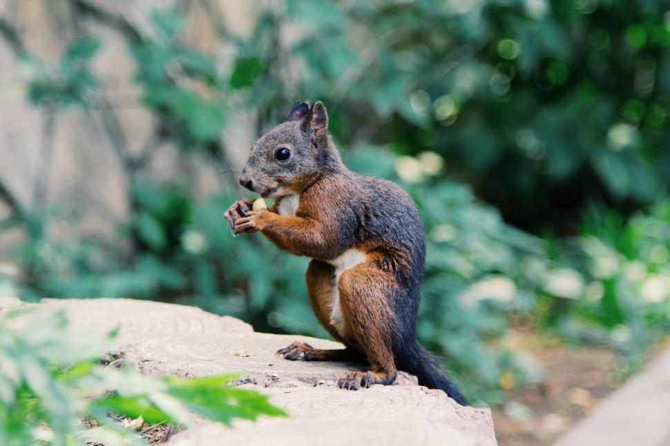 Free Image of Squirrel Sitting on Rock Eating 