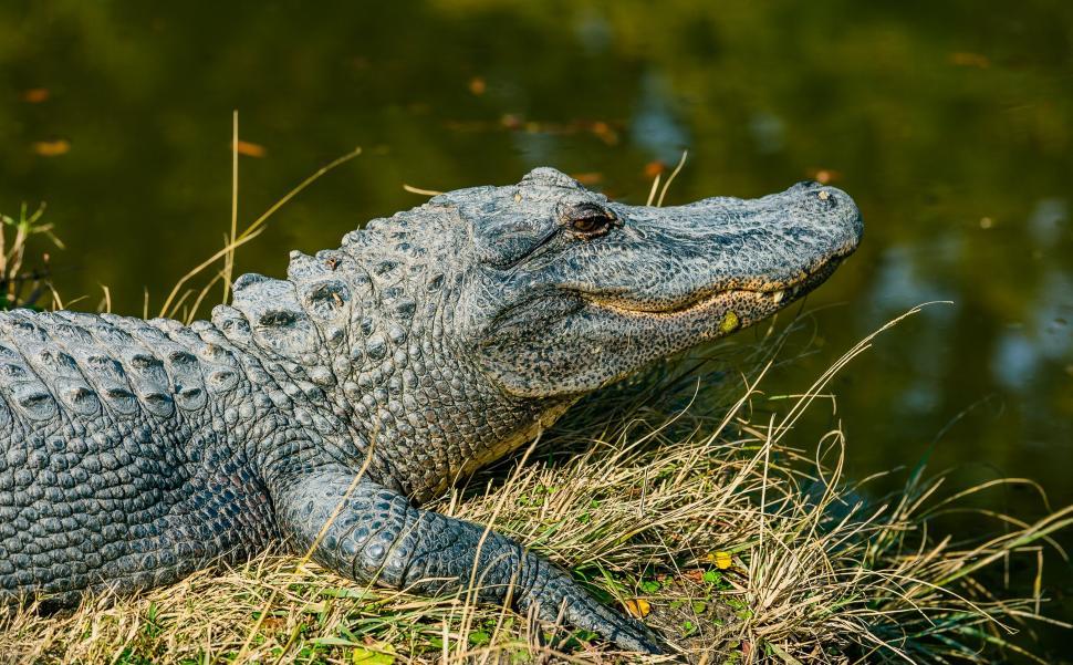 Free Image of Large Alligator Resting in Grass Field 