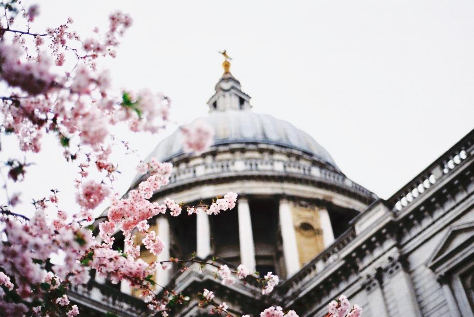 Free Image of Building With Dome and Tree With Pink Flowers 