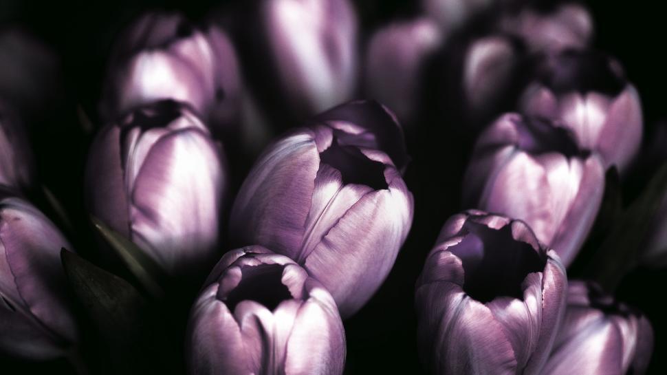 Free Image of Close Up of a Bunch of Purple Tulips 