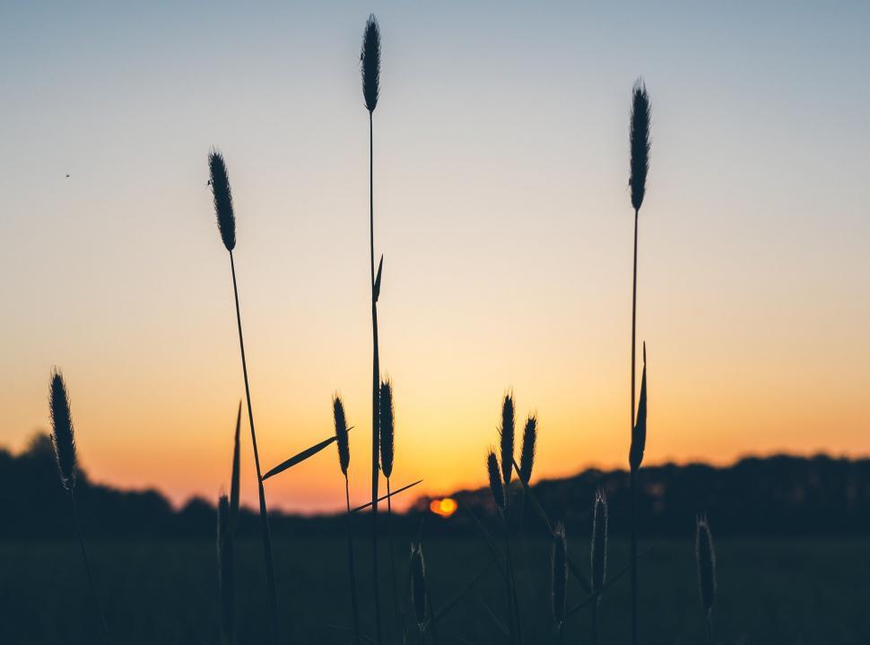 Free Image of Sunset Over Tall Grass Field 