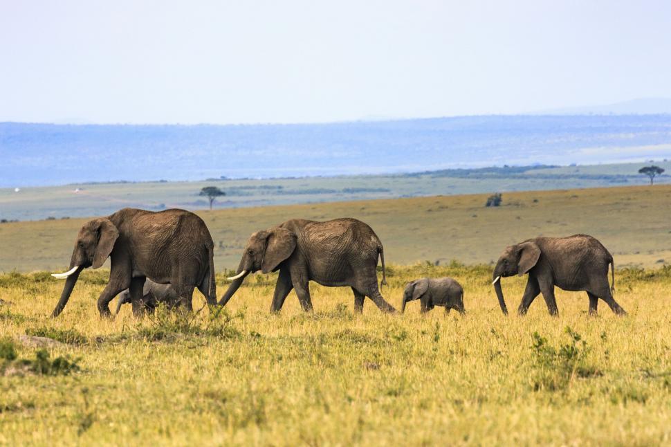 Free Image of Herd of Elephants Walking Across Dry Grass Field 
