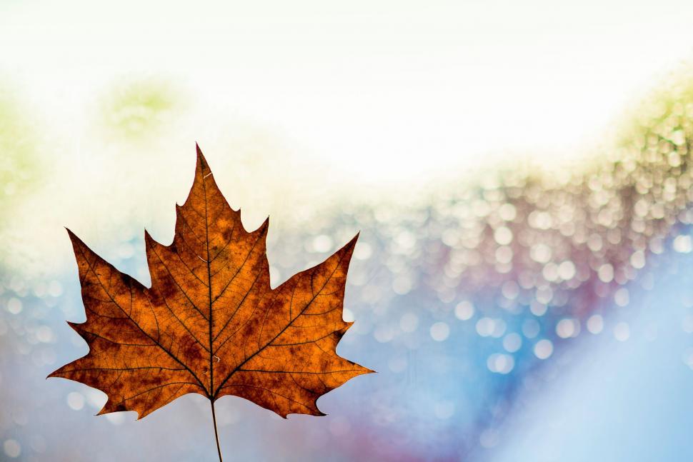 Free Image of Leaf in Front of Blurry Background 
