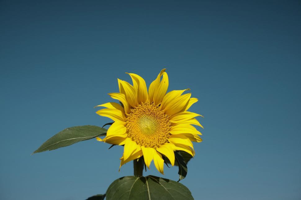 Free Image of Large Sunflower Against Blue Sky 