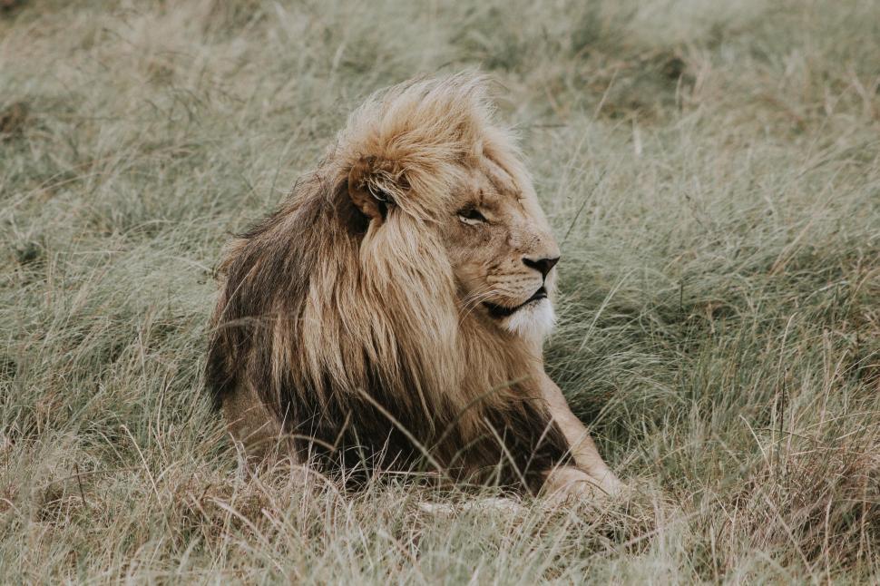 Free Image of A Lion Resting in a Field of Tall Grass 