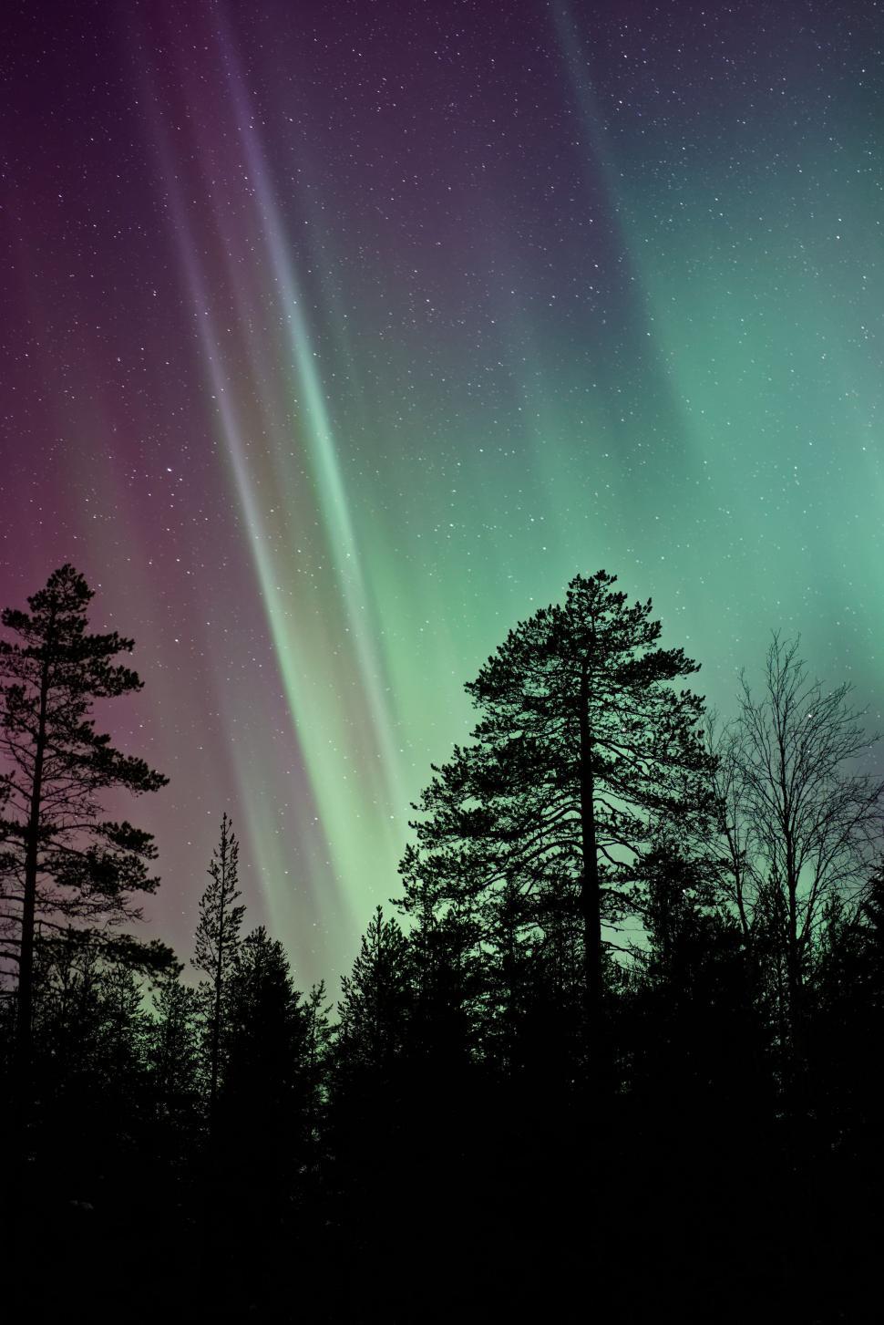 Free Image of The Aurora Borealis Illuminates Sky Above Trees 