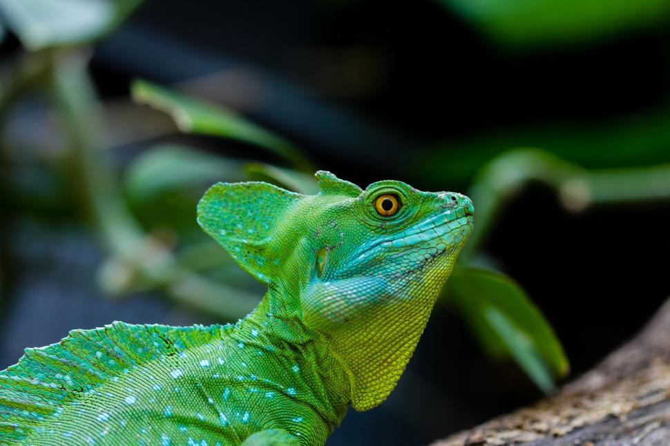 Free Image of Green Lizard Perched on Branch 