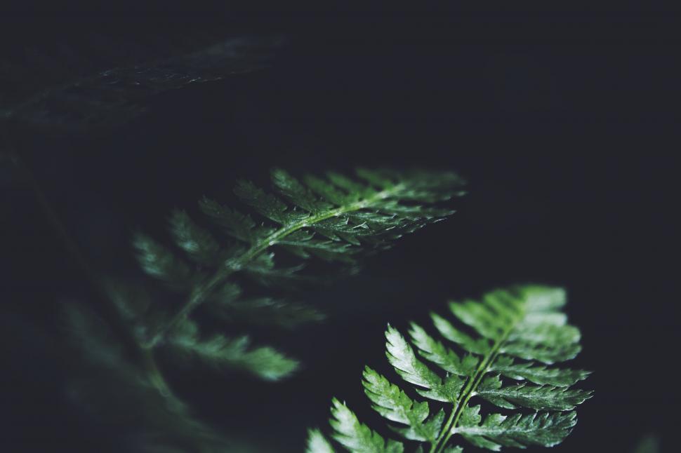 Free Image of Close Up of a Green Leaf on Black Background 