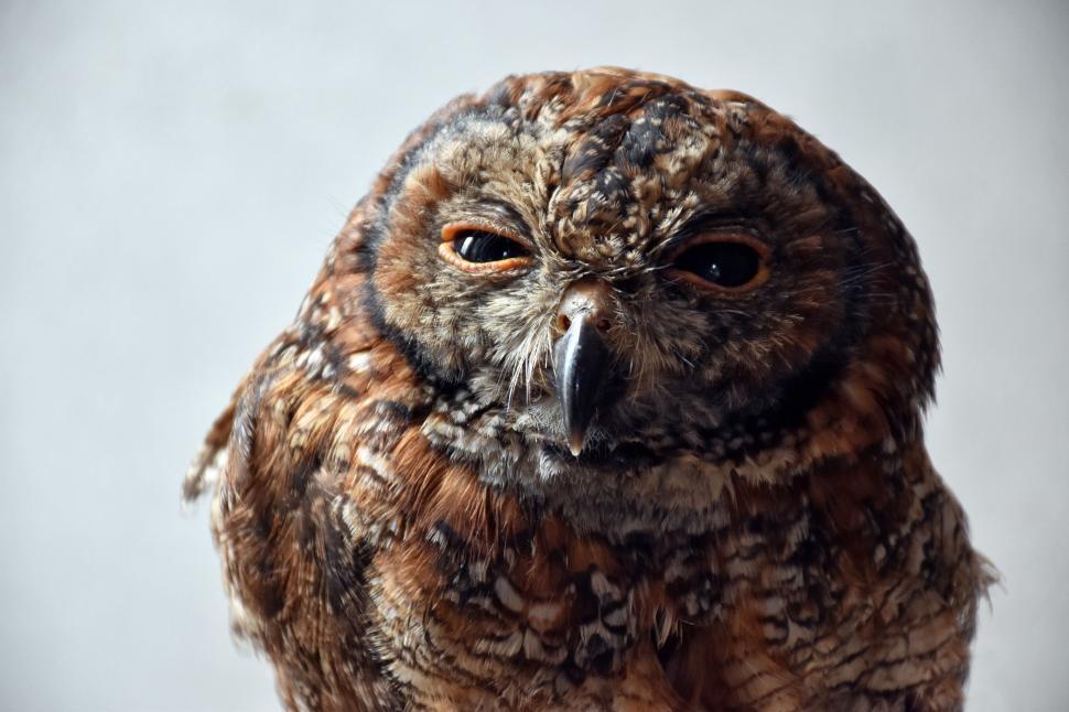 Free Image of Close Up of Owl on White Background 