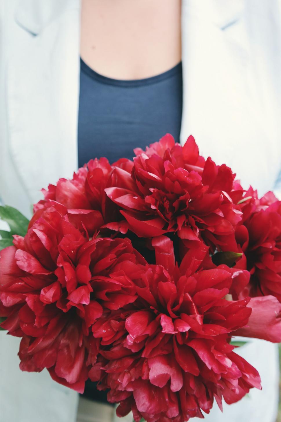 Free Image of Woman Holding Bouquet of Red Flowers 