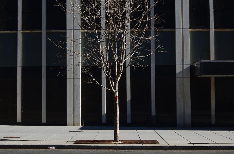 Free Image of Tree in Front of Building 