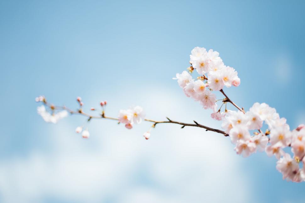 Free Image of Branch of Tree With White Flowers 