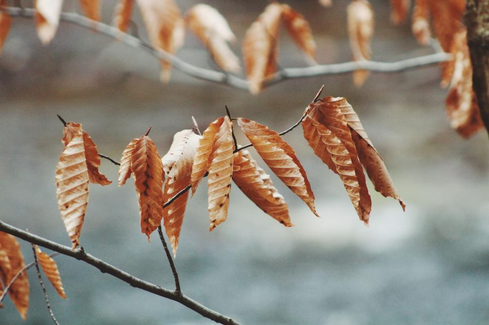 Free Image of Brown Leaves on a Tree Branch 