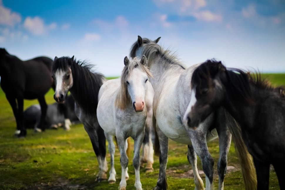 Free Image of Herd of Horses Standing on Top of Lush Green Field 