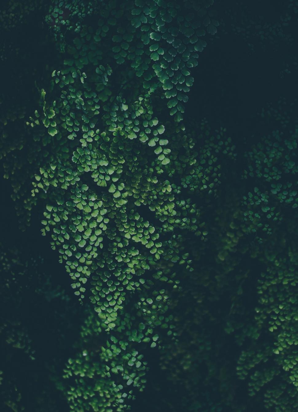 Free Image of Close Up of Vibrant Green Plants 