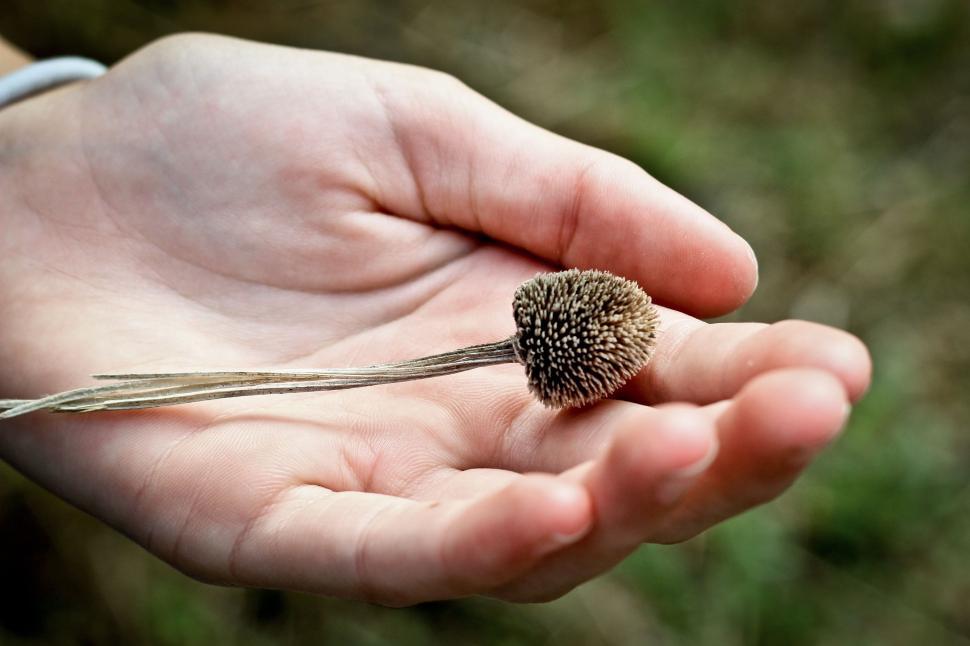 Free Image of Person Holding a Seed in Their Hand 