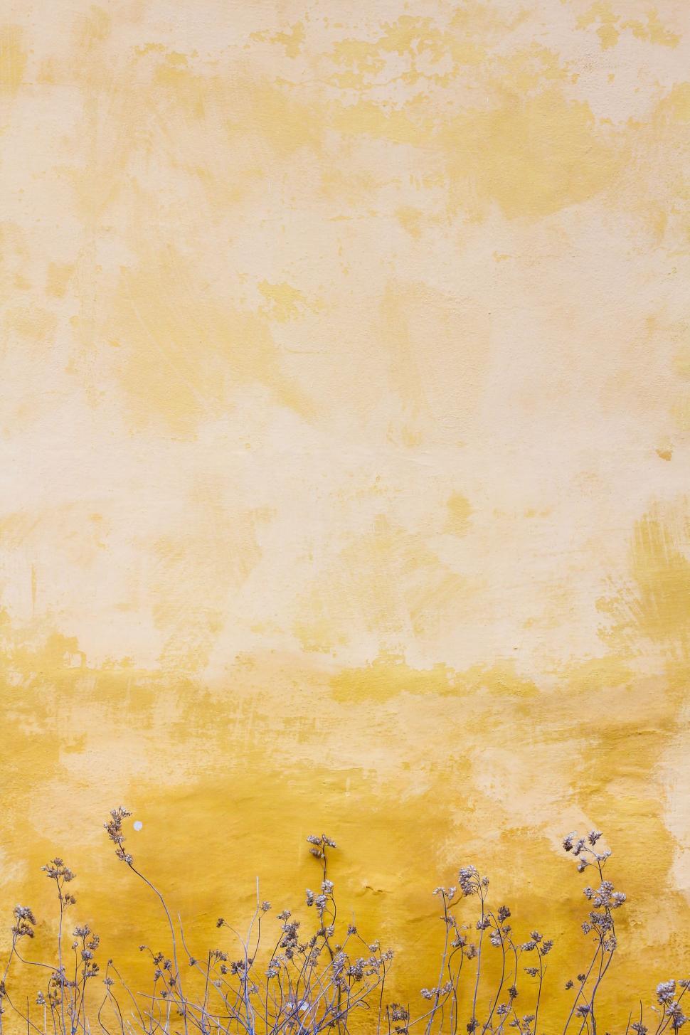 Free Image of Yellow and White Flowers in Front of a Yellow Wall 