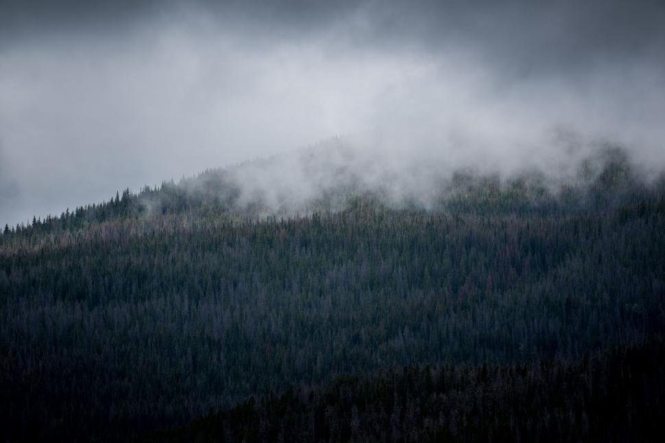 Free Image of Misty Mountain With Trees 