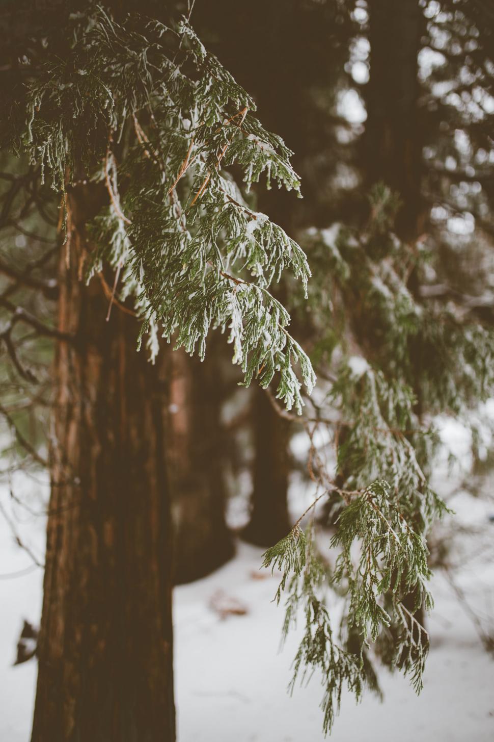 Free Image of Pine Tree Covered in Snow on Ground 