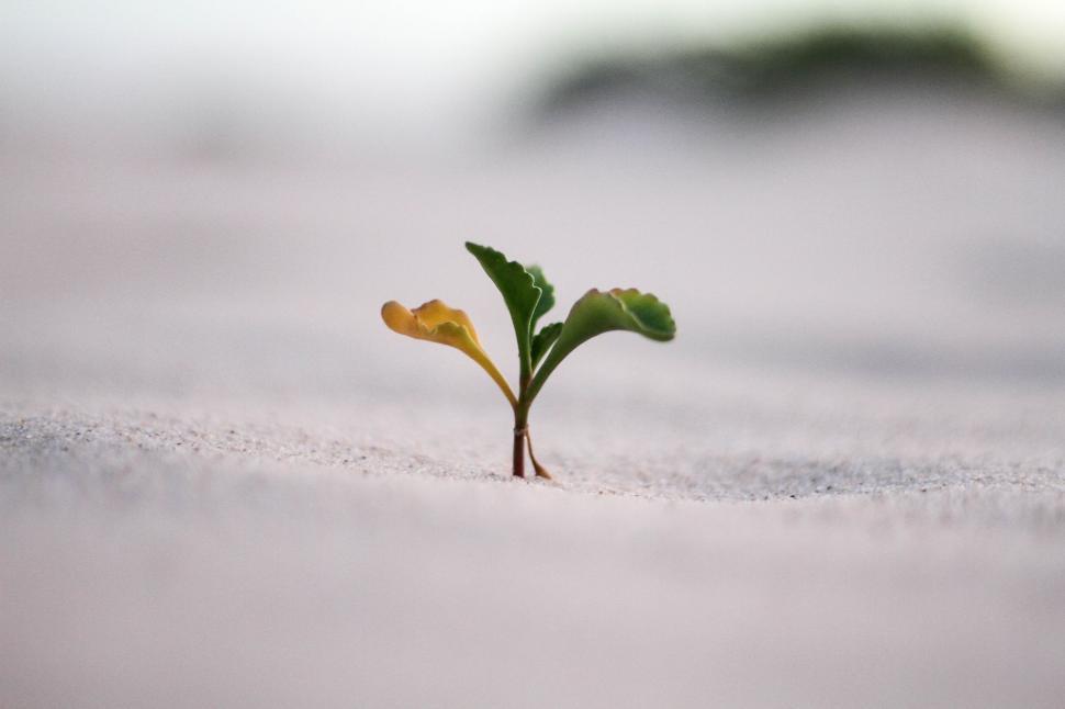 Free Image of Small Plant Emerges From Snow 