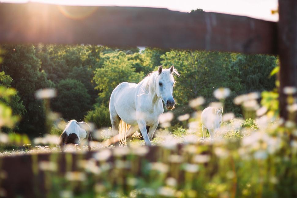 Free Image of White Horse and Foal Grazing in Field 