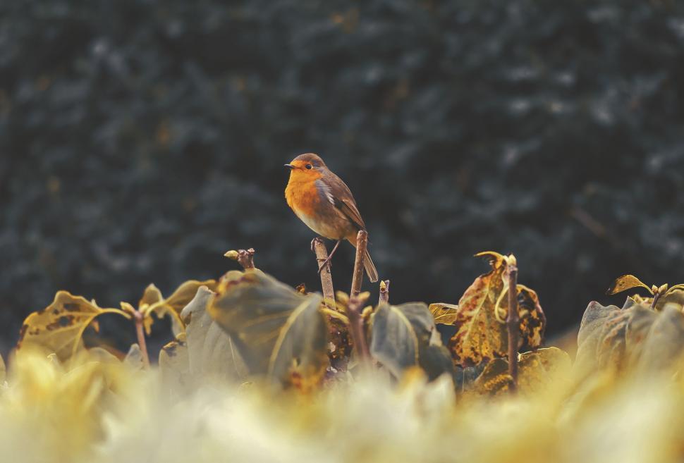 Free Image of Bird Perched on Dead Plant 
