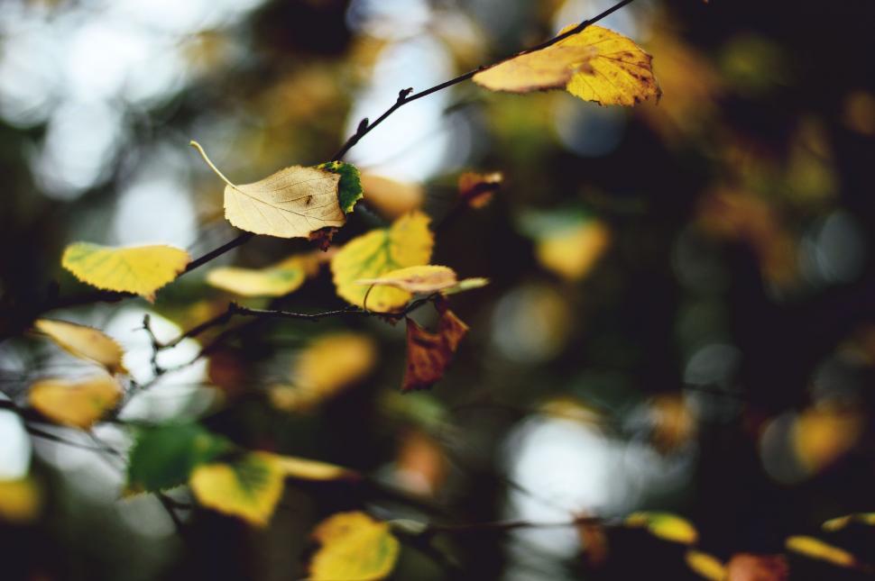 Free Image of Branch With Yellow Leaves in the Foreground 