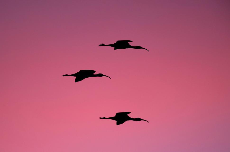 Free Image of A Flock of Birds Flying Through a Pink Sky 