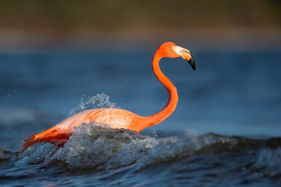 Free Image of Orange Flamingo Swimming in the Ocean 