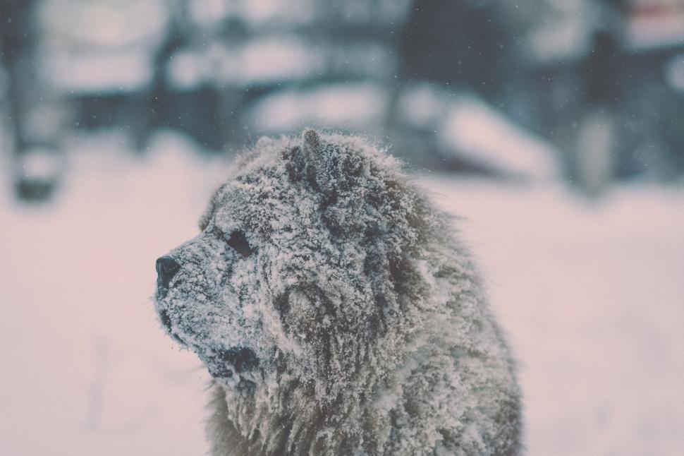 Free Image of Large Furry Dog Sitting in Snow 