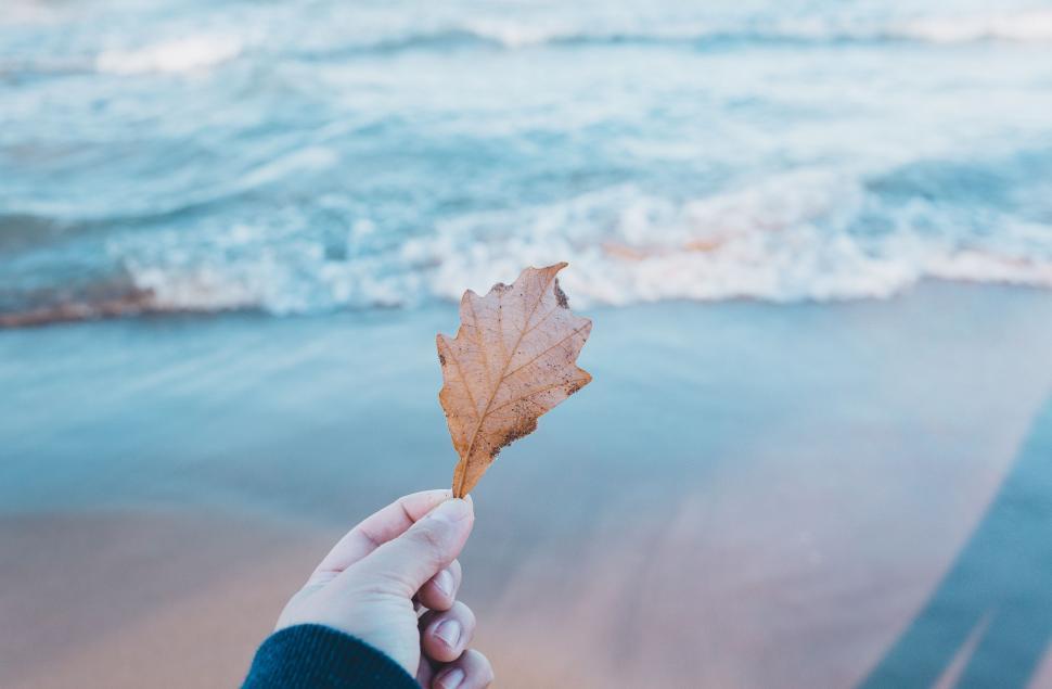 Free Image of Person Holding a Leaf by Water 