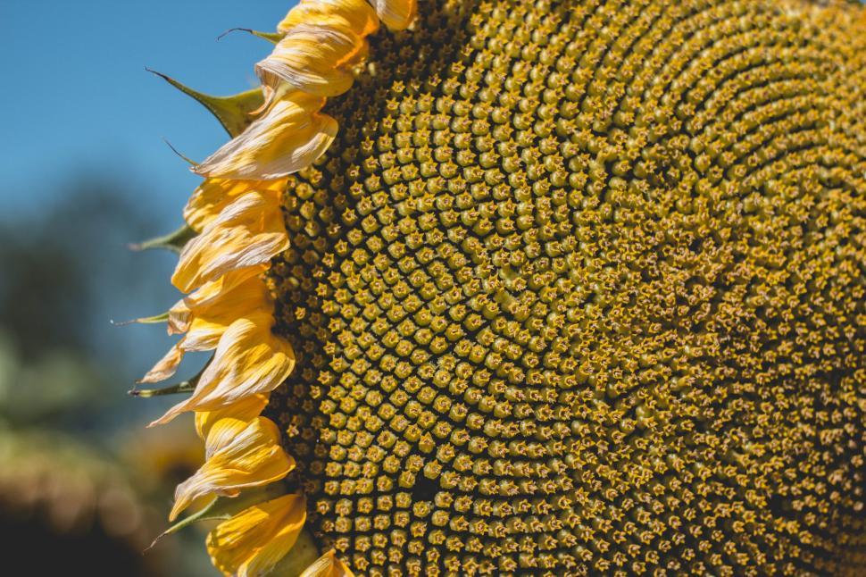 Free Image of Close Up of Sunflower Against Blue Sky 