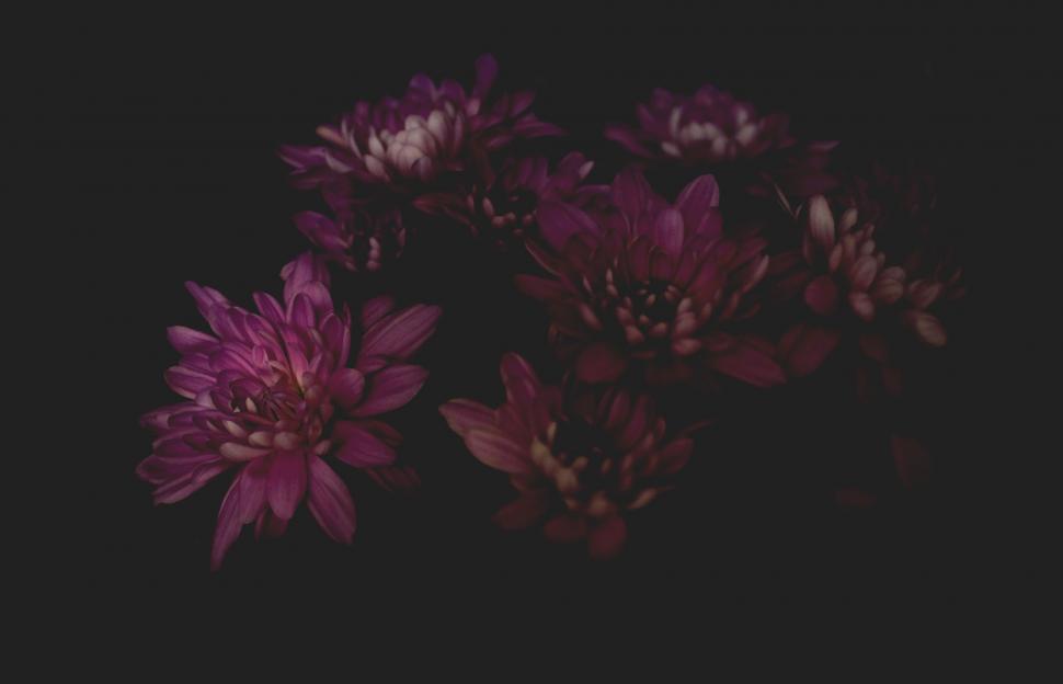 Free Image of Cluster of Flowers in Darkness 