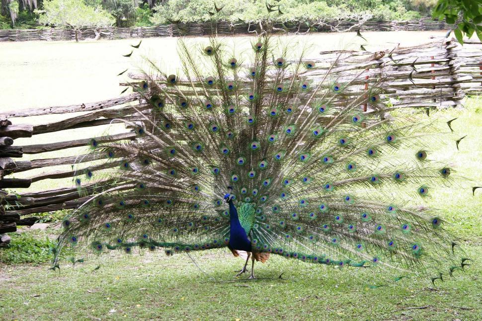 Free Image of Majestic Peacock Displaying Feathers in Front of Fence 