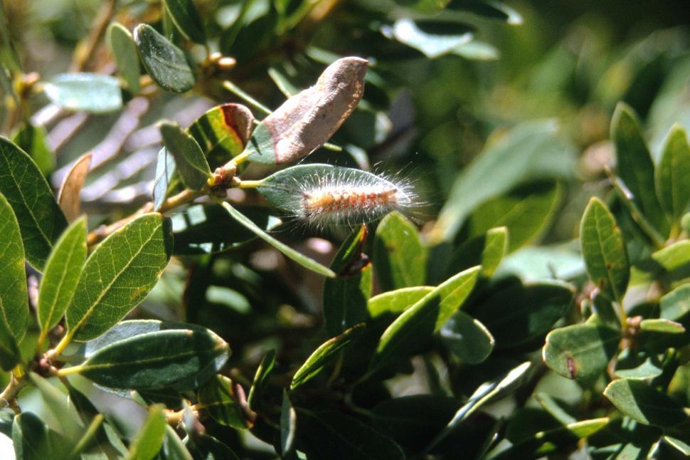 Free Image of Caterpillar and Plant Leaves 