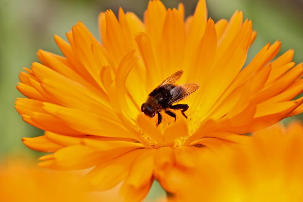 Free Image of Bee Sitting on Top of a Yellow Flower 