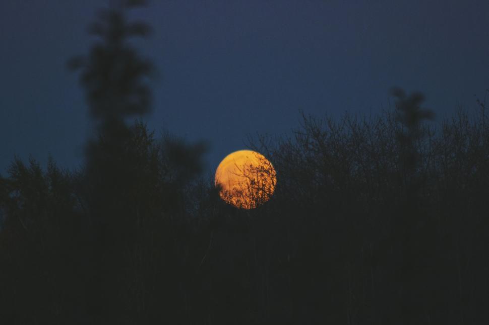 Free Image of Full Moon Peeking Through Trees 