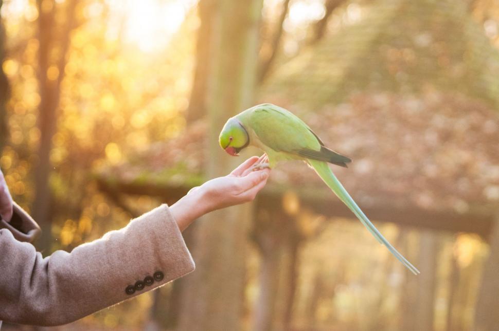 Free Image of Person Holding Green Bird in Hand 