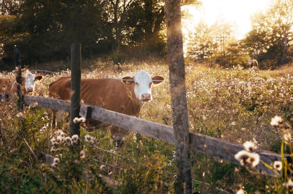 Free Image of Cow Standing in Field Behind Fence 