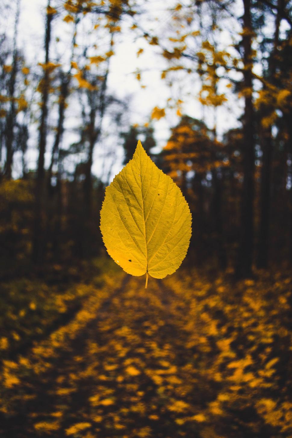 Free Image of Yellow Leaf Floating Above Forest 