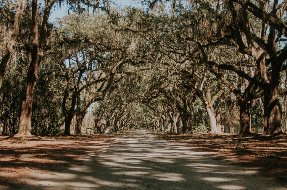 Free Image of Dirt Road Lined With Trees Covered in Spanish Moss 