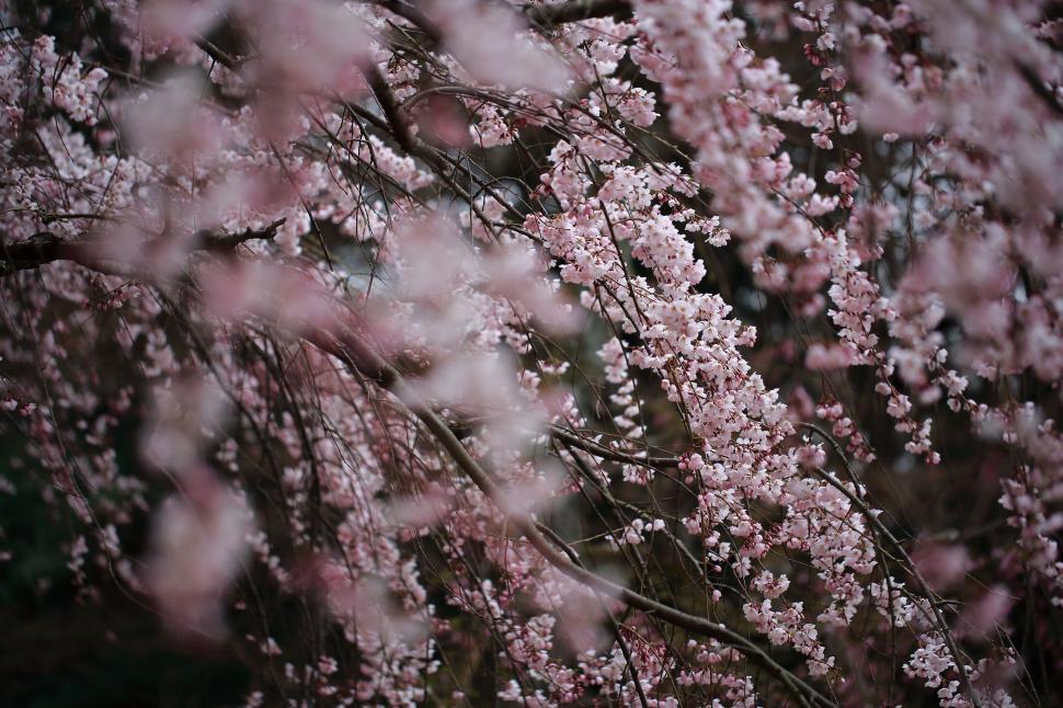 Free Image of Close Up of a Tree With Pink Flowers 